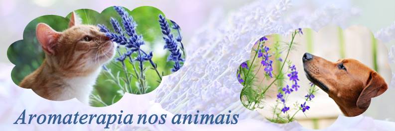 Aromaterapia nos animais Aromaterapia nos animais